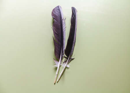 White Stork Feathersの写真素材