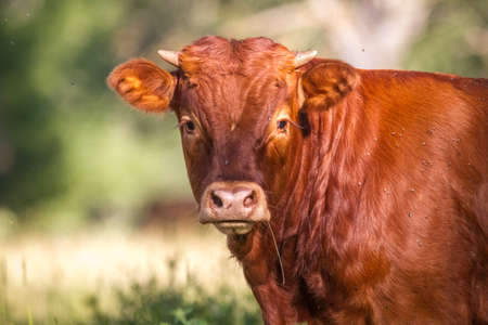 Young Red Calf in The wildの写真素材
