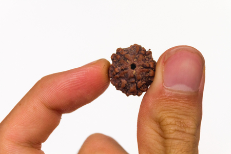 Single Rudraksha Bead Seed between fingers on whiteの写真素材