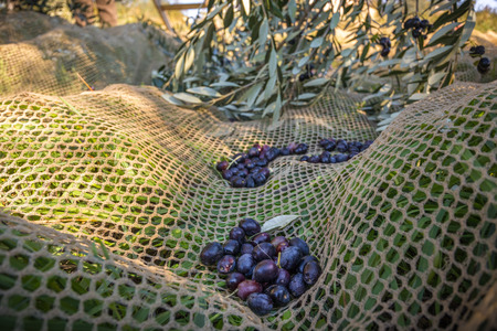 Close up of picked dark and Ripe olives from Harvestingの写真素材