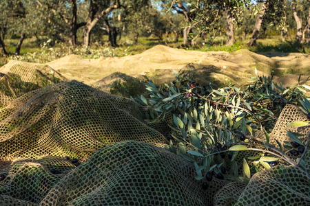 Olive Tree Branches in Net for olive collection during harvest in Italyの写真素材