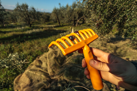 Olive Picking Rake with Dark Olive During Harvest in Italy Famlandの写真素材