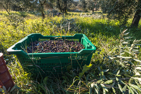 Basket Full of Collected Olives in Italian  Orchardの写真素材
