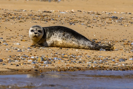 Young seal on sandy beach looking at cameraの写真素材