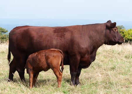Young calf getting milk from its motherの写真素材