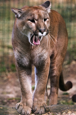 Jaguar Cat in captivity in mid yawn