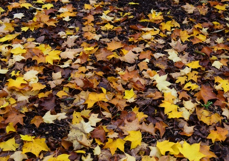Autumn leaves fallen on the ground