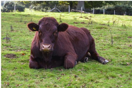 Cow laying on grass in a field on a sunny dayの写真素材