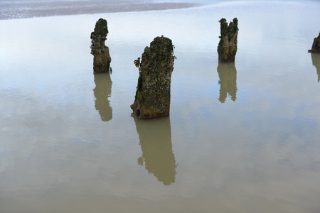 Submerged posts on beachの写真素材