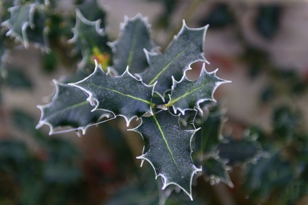 Frost covered holly leavesの写真素材