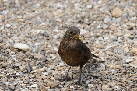 Garden bird standing on gravel looking at cameraの写真素材