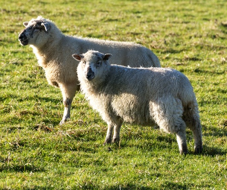 white wool sheep with winter coats in a green grass field の写真素材