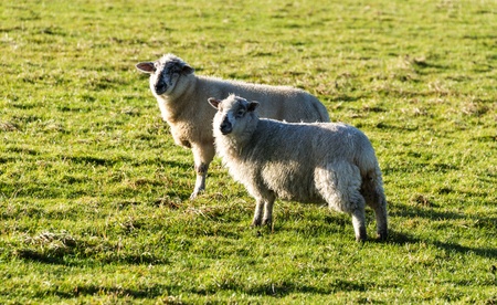 white wool sheep with winter coats in a green grass field の写真素材
