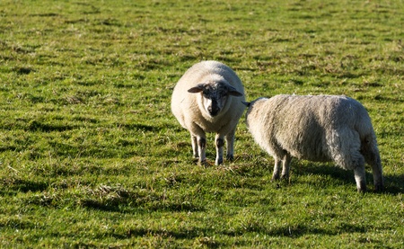 white wool sheep with winter coats in a green grass field の写真素材