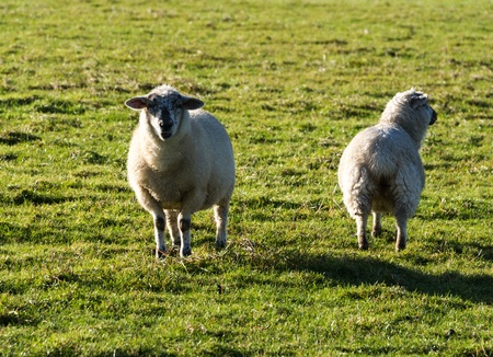 white wool sheep with winter coats in a green grass field の写真素材