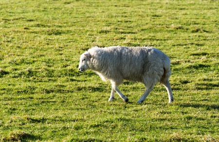 white wool sheep with winter coats in a green grass field の写真素材