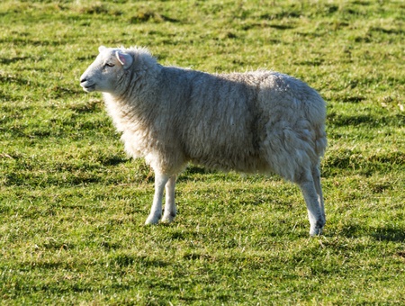 white wool sheep with winter coats in a green grass field の写真素材
