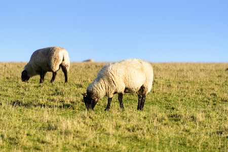 white wool sheep with winter coats in a green grass field の写真素材