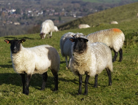White wool sheep grazing in a green grass field の写真素材