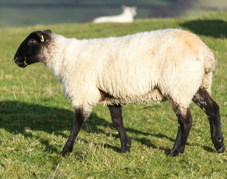 White wool sheep grazing in a green grass field の写真素材