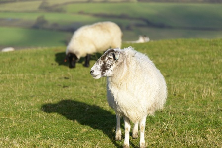 White wool sheep grazing in a green grass field の写真素材