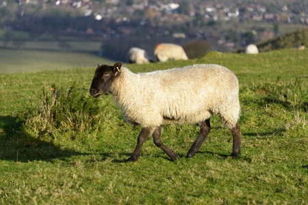 White wool sheep grazing in a green grass field の写真素材