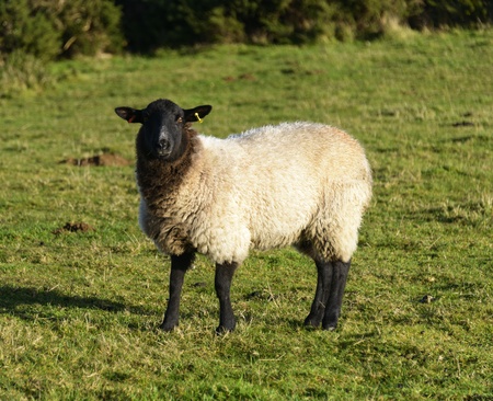 White wool sheep grazing in a green grass field の写真素材