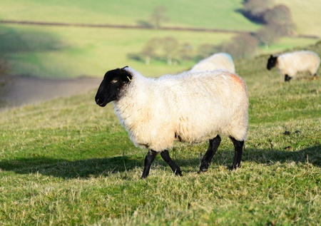 White wool sheep grazing in a green grass field の写真素材