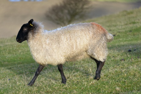 White wool sheep grazing in a green grass field の写真素材