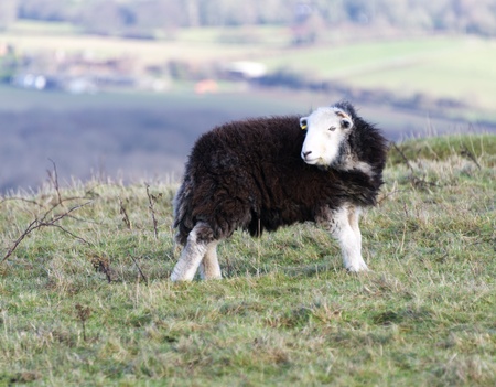 Black wool sheep grazing in a green grass field の写真素材