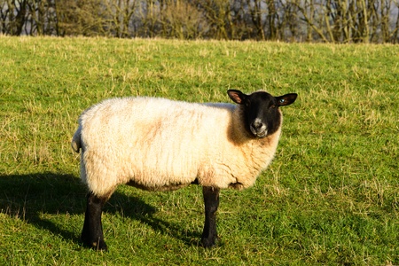 white wool sheep with winter coats in a green grass fieldの写真素材