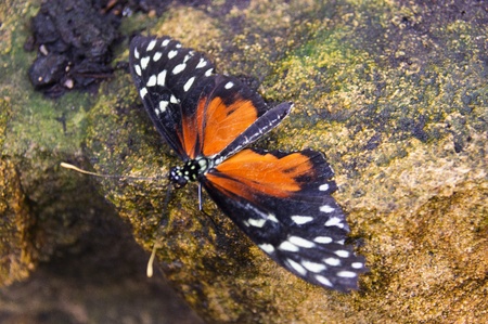 Butterfly in a natural settingの写真素材