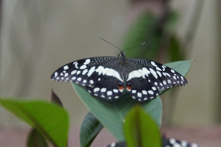 Butterfly in a natural settingの写真素材