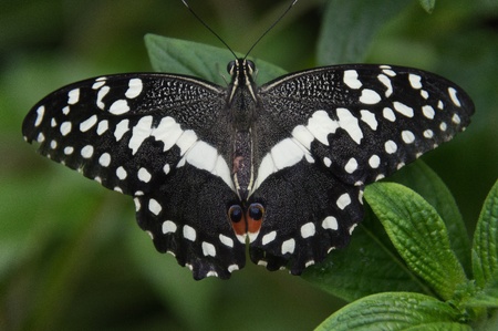 Butterfly in a natural settingの写真素材