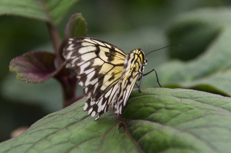 Butterfly in a natural settingの写真素材