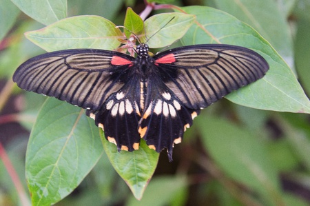 Butterfly in a natural settingの写真素材
