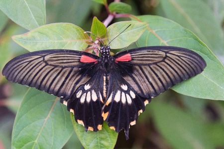 Butterfly in a natural settingの写真素材