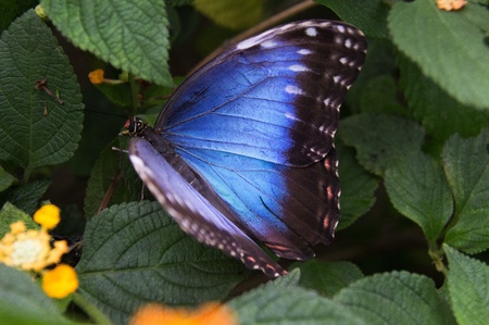 Butterfly in a natural settingの写真素材