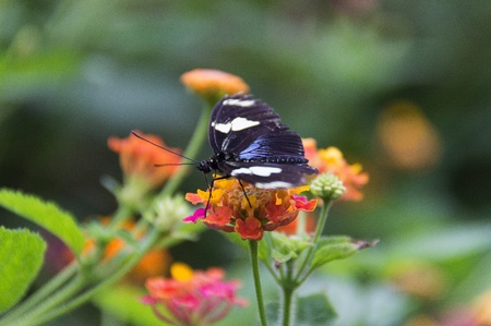 Butterfly in a natural settingの写真素材