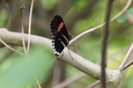 Butterfly in a natural settingの写真素材