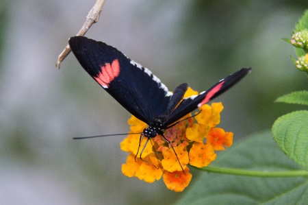 Butterfly in a natural settingの写真素材