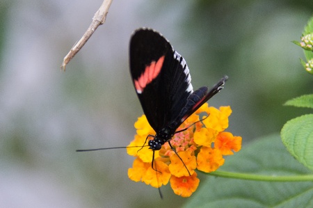 Butterfly in a natural settingの写真素材