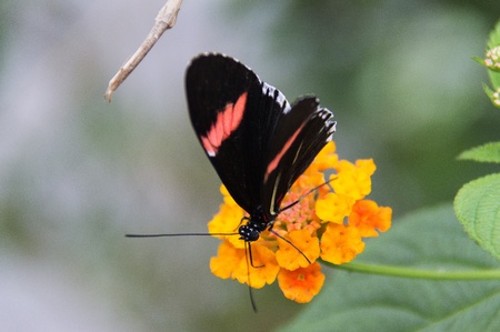 Butterfly in a natural settingの写真素材