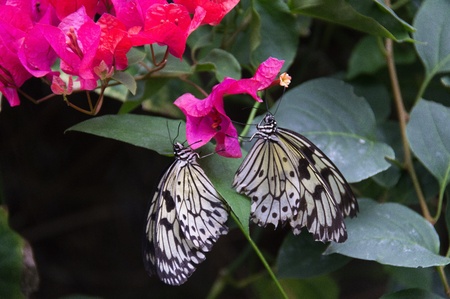Butterfly in a natural settingの写真素材