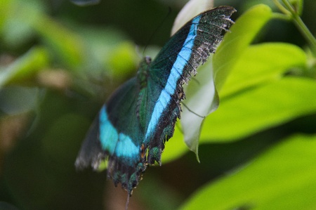 Butterfly in a natural settingの写真素材