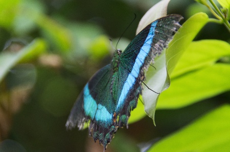 Butterfly in a natural settingの写真素材