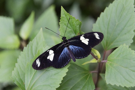 Butterfly in a natural settingの写真素材