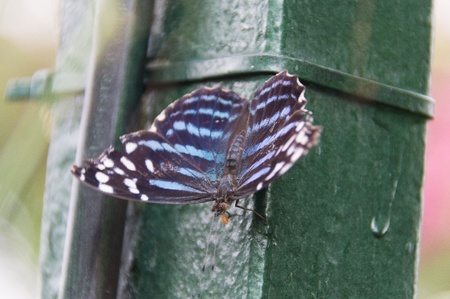 Butterfly on a gate postの写真素材