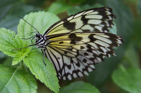 Butterfly in a natural settingの写真素材