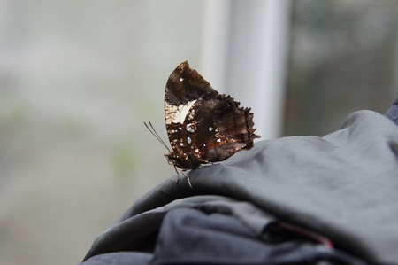 Butterfly in a natural settingの写真素材